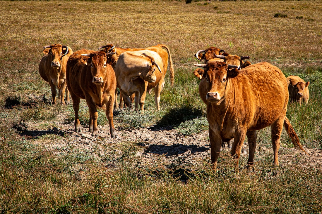 Cattle grazing across a dry Riverina paddock