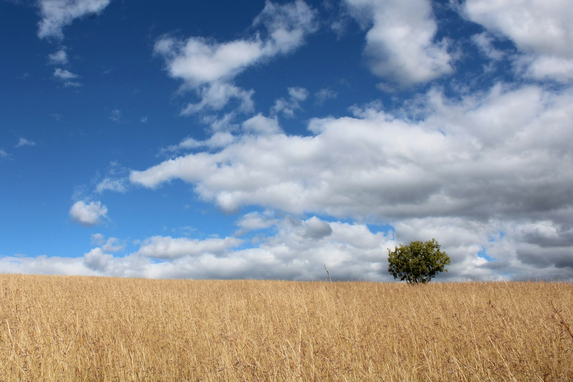 Open grassland stretching towards distant clouds