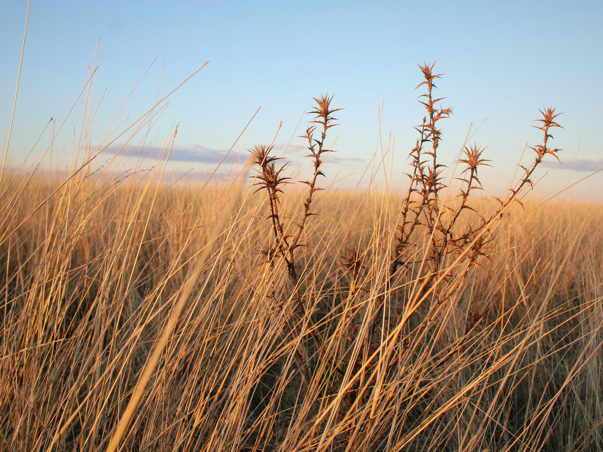 Dry golden grassland under a wide blue sky in rural New South Wales