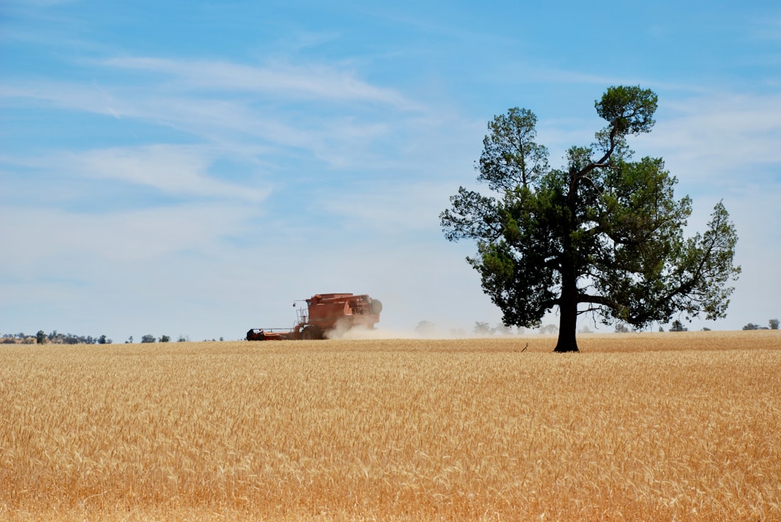 Lone tree standing in a wide open paddock at the property's edge